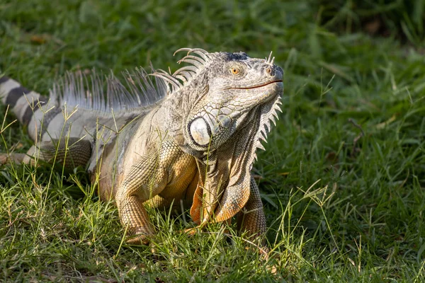 一只鬣蜥在草地上的特写镜头 — 图库照片