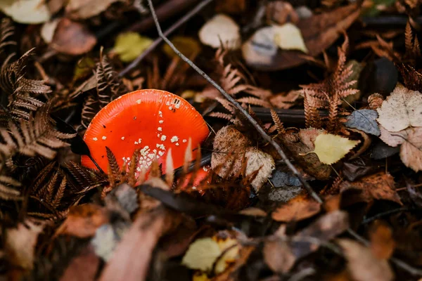 Orman Koruluğunun Yukarıdan Görüntüsü Kırmızı Bir Mantar Şapkası — Stok fotoğraf