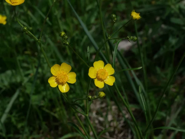 Cliché Sélectif Buttercups Prairie Fleurs — Photo