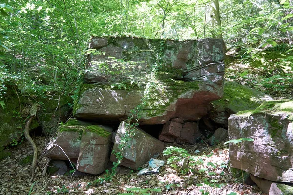 Een Shot Van Afgronden Een Groen Woud — Stockfoto