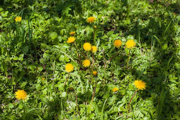 Tiro Aéreo Ervas Daninhas Flores Dente Leão Amarelo Crescendo Jardim — Fotografia de Stock