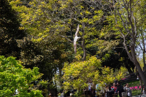 木の周りをカモメが飛んでいる — ストック写真