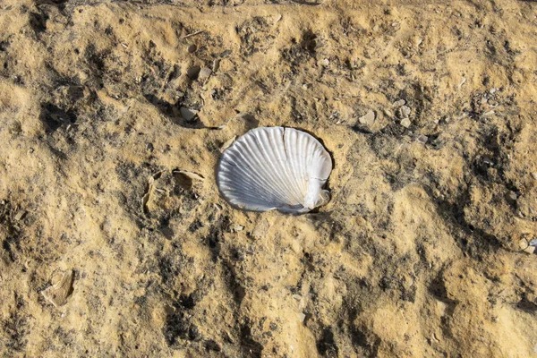 Les Fossiles Sont Les Restes Préservés Plantes Animaux Leurs Traces — Photo