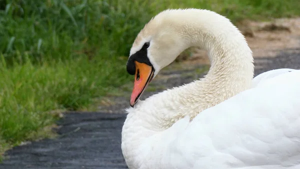 Primer Plano Elegante Cisne Acicalando Sus Plumas — Foto de Stock