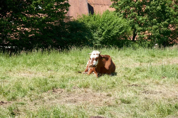 Schöne Aufnahme Einer Braunen Kuh Mit Einem Kalb Die Einem — Stockfoto