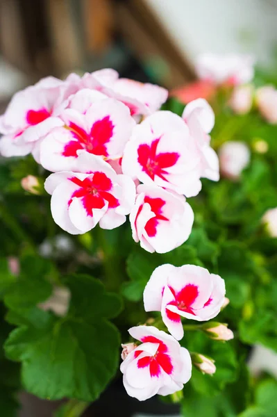 Een Verticaal Close Shot Van Roze Witte Geranium Bloemen — Stockfoto