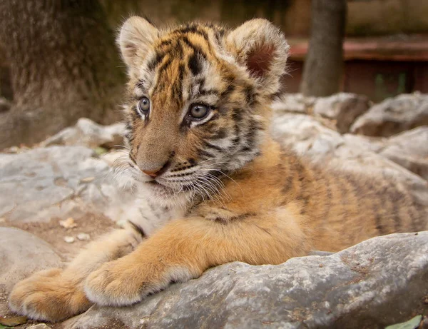 Une Mise Point Superficielle Petit Tigre Couché — Photo