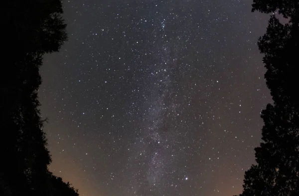 Nízký Úhel Záběru Lesa Pod Hvězdnou Oblohou — Stock fotografie