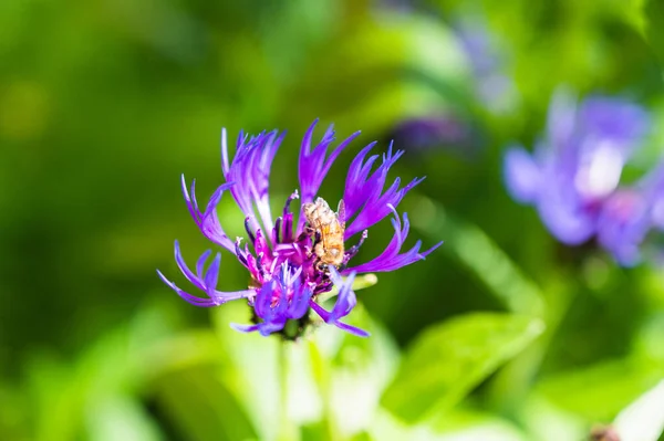 Closeup Shot Bee Pollinating Purple Knapweed Flower — Stock Photo, Image