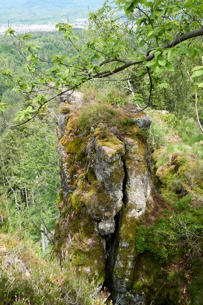 Colpo Una Foresta Verde — Foto Stock