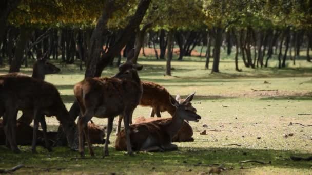 Cervo Bonito Pastando Entre Árvores Dia Ensolarado Verão — Vídeo de Stock