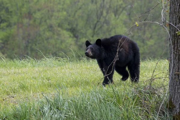 Oso Negro Caminando Prado Verde — Foto de Stock