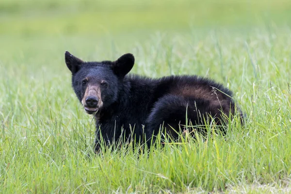 Черный Медведь Ходит Зеленому Лугу — стоковое фото
