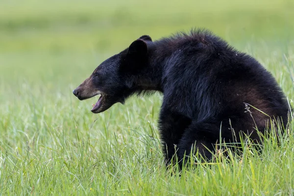 Oso Negro Caminando Prado Verde — Foto de Stock