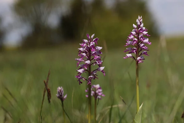 Selektivní Zaměření Fialové Orchideje Militaris Orchideje Growii Poli — Stock fotografie