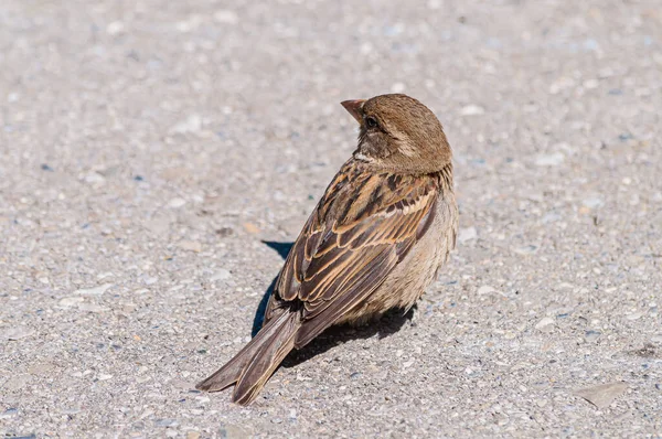 Küçük Bir Serçe Kuşunun Yakın Plan Çekimi — Stok fotoğraf