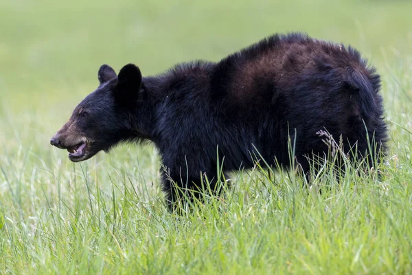 Oso Negro Caminando Prado Verde — Foto de Stock