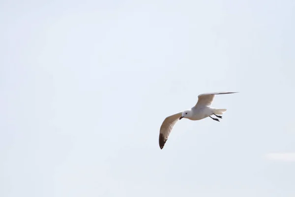 Låg Vinkel Skott Flygande Mås Himlen — Stockfoto