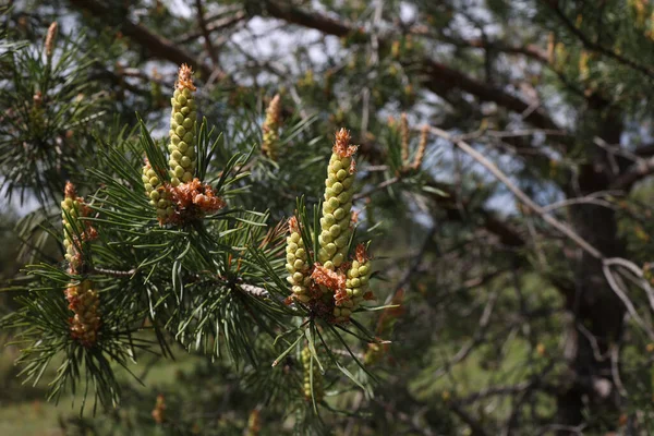 Ein Selektiver Fokus Blühender Tannenzapfen Auf Einem Baum Wald Frühling — Stockfoto