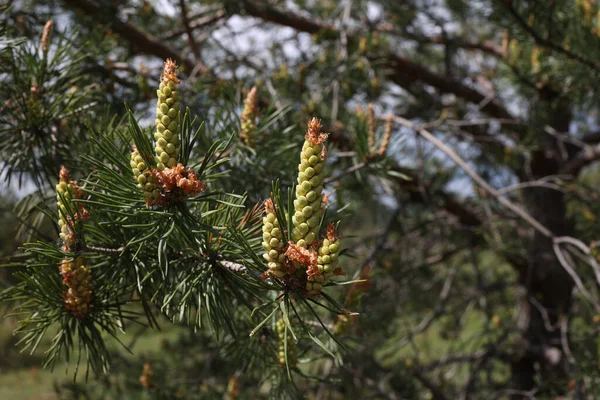 Een Selectieve Focus Van Bloeiende Dennenappels Een Boom Het Bos — Stockfoto