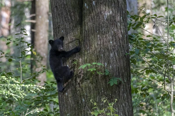 Egy Fekete Medve Kölyök Egy Fatörzsön Erdőben — Stock Fotó