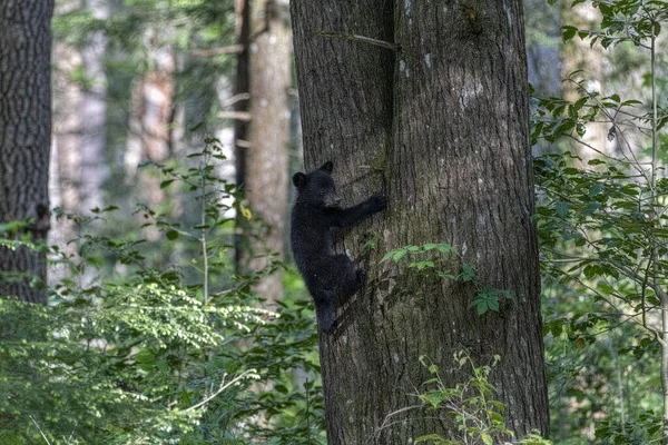 Μια Μαύρη Αρκούδα Ένα Κορμό Δέντρου Στο Δάσος — Φωτογραφία Αρχείου