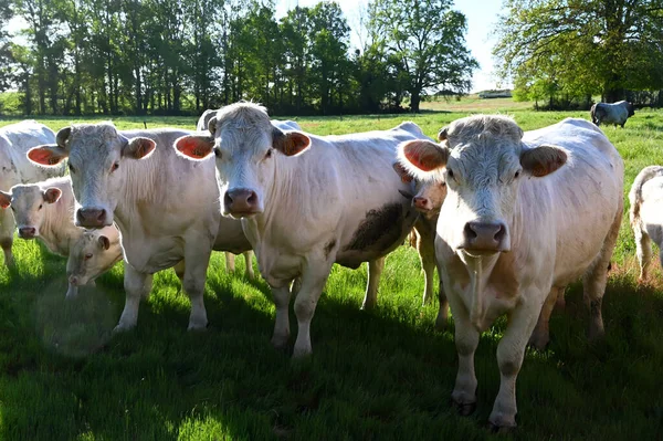Rebanho Vacas Prado França — Fotografia de Stock