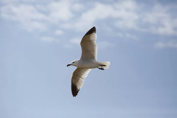 Colpo Angolo Basso Gabbiano Volante Nel Cielo — Foto Stock