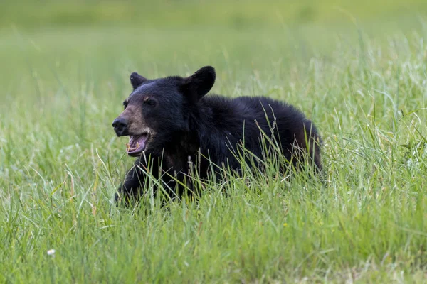Urso Negro Caminhando Prado Verde — Fotografia de Stock