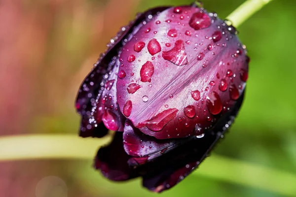 Detailní Záběr Kvetoucího Fialového Tulipánového Květu Kapkami Vody Rozmazaném Pozadí — Stock fotografie