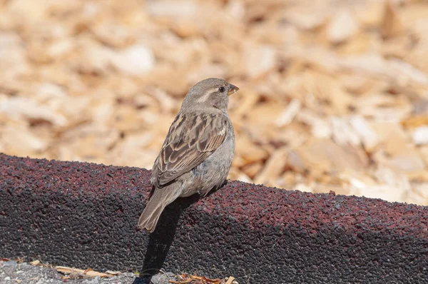 Primer Plano Pajarito Gorrión Casa Pequeña — Foto de Stock