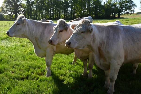 Rebanho Vacas Prado França — Fotografia de Stock