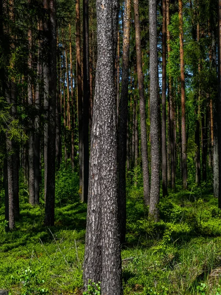 Vertikální Záběr Stromů Zelené Vegetace Lese — Stock fotografie