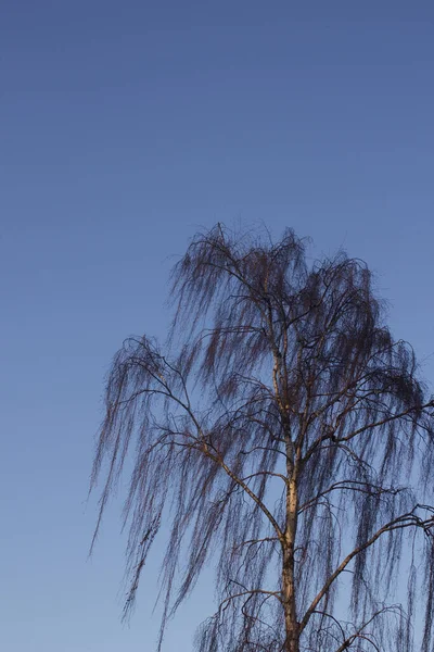 真っ青な空の下で裸の木の垂直ショット — ストック写真
