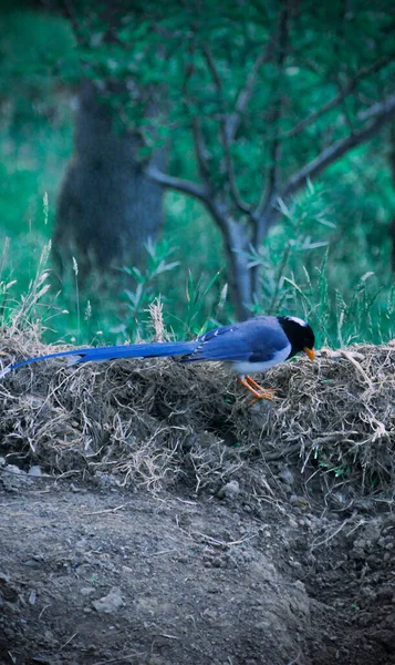 Eine Vertikale Aufnahme Eines Mug Pie Vogels Seinem Natürlichen Lebensraum — Stockfoto