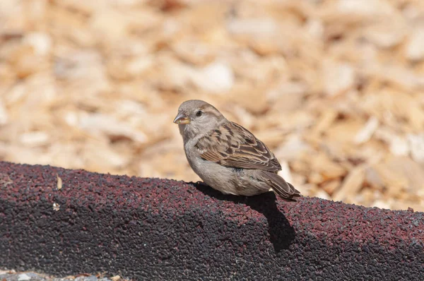 Närbild Liten Sparv Fågel Park — Stockfoto