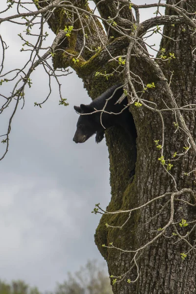 Urso Negro Tronco Árvore Floresta — Fotografia de Stock