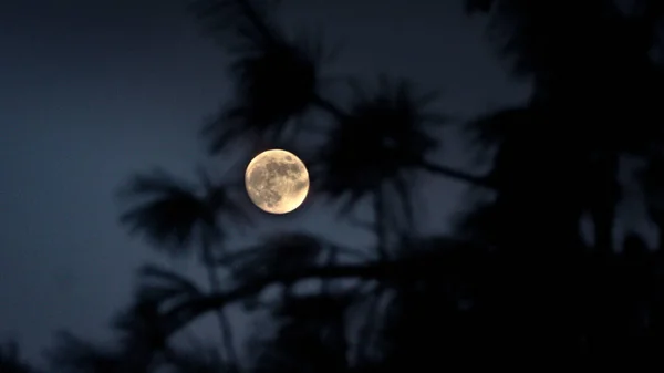 Luna Llena Detrás Siluetas Árboles Capturados Manali Himachal Pradesh — Foto de Stock