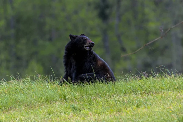 Черный Медведь Сидит Зеленой Траве — стоковое фото