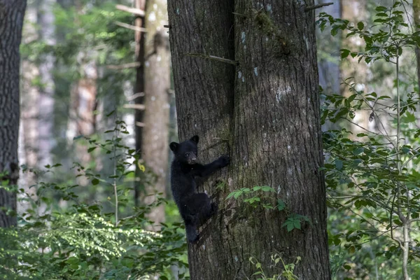 Filhote Urso Preto Tronco Árvore Floresta — Fotografia de Stock
