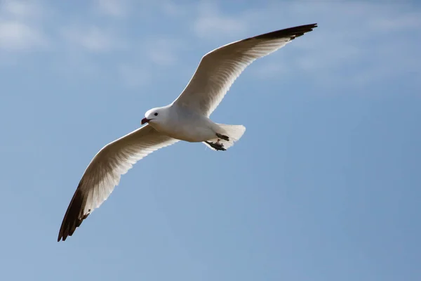 Colpo Angolo Basso Gabbiano Volante Nel Cielo — Foto Stock