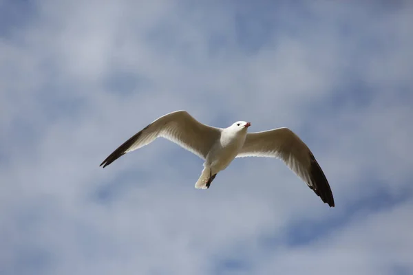 天空中一只飞翔的海鸥的低角镜头 — 图库照片