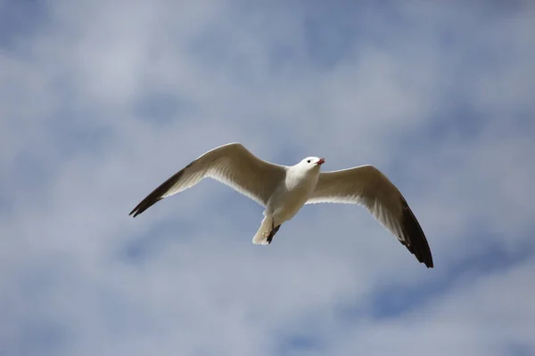 Colpo Angolo Basso Gabbiano Volante Nel Cielo — Foto Stock