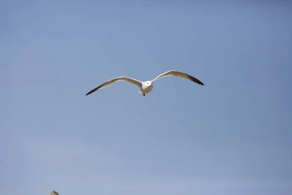 Low Angle Shot Flying Seagull Sky — Stock fotografie