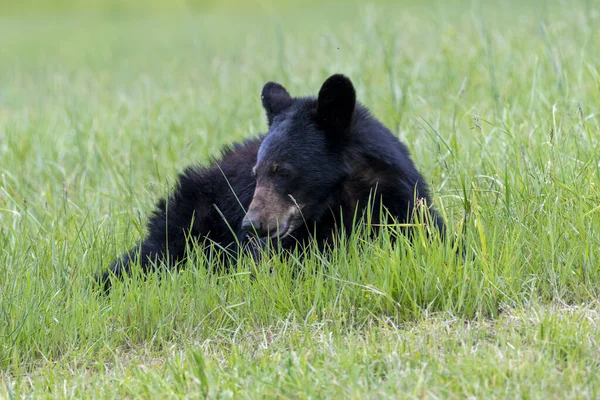 Черный Медведь Лежит Зеленом Лугу — стоковое фото
