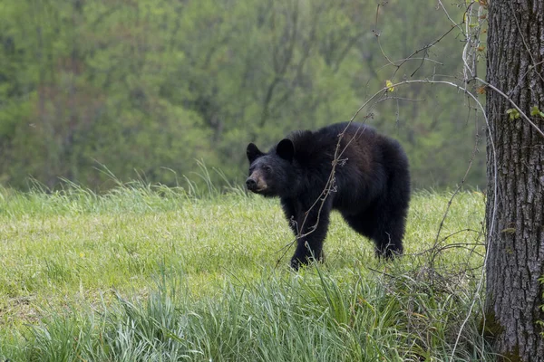 Urso Negro Caminhando Prado Verde — Fotografia de Stock