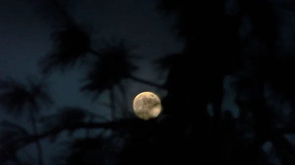 Pleine Lune Derrière Les Silhouettes Arbres Capturés Manali Himachal Pradesh — Photo