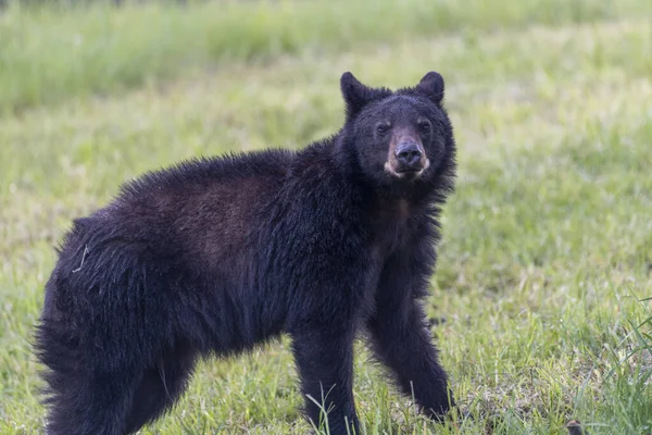 Черный Медведь Ходит Зеленому Лугу — стоковое фото