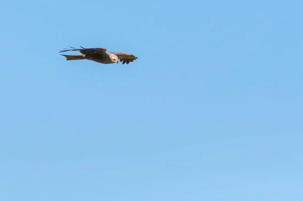Beau Cliché Oiseau Milvus Volant Dans Ciel Bleu — Photo