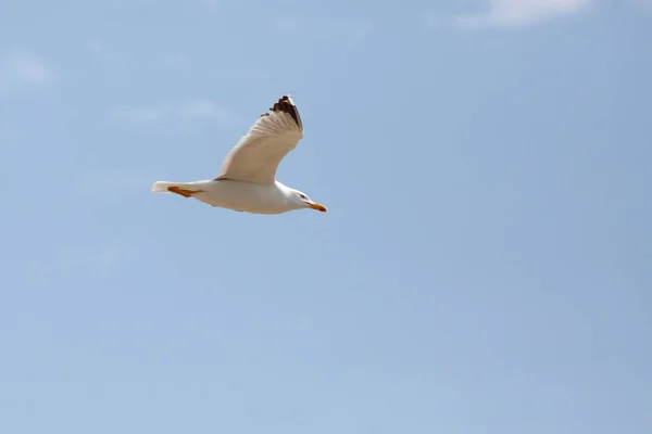 Tiro Ângulo Baixo Uma Gaivota Voadora Céu — Fotografia de Stock